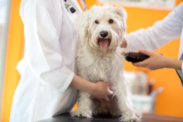 una cane rasato