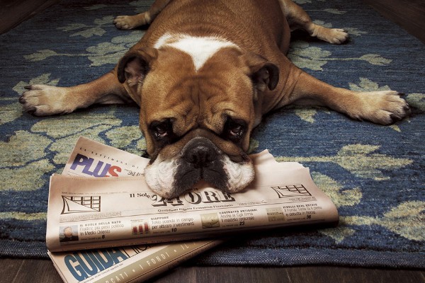 un cane sopra ai giornali