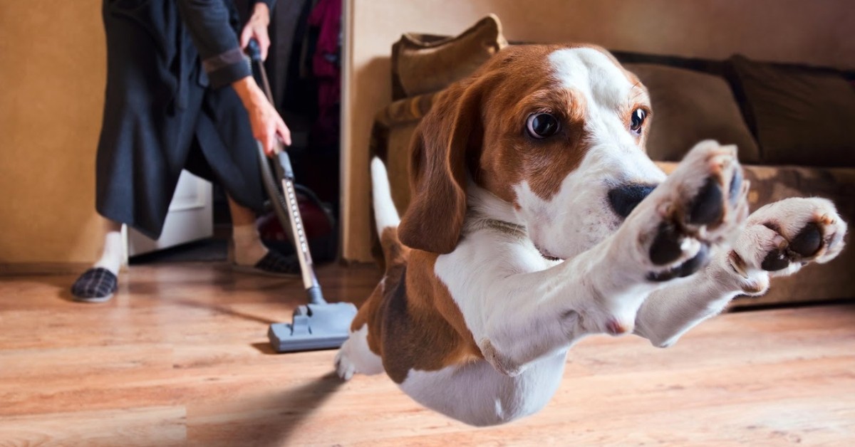 Il cane ha paura dell’aspirapolvere? Ecco perché