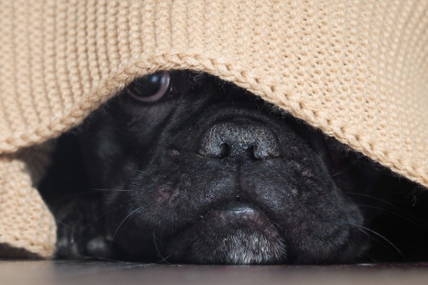 un cane nascosto dietro a una coperta