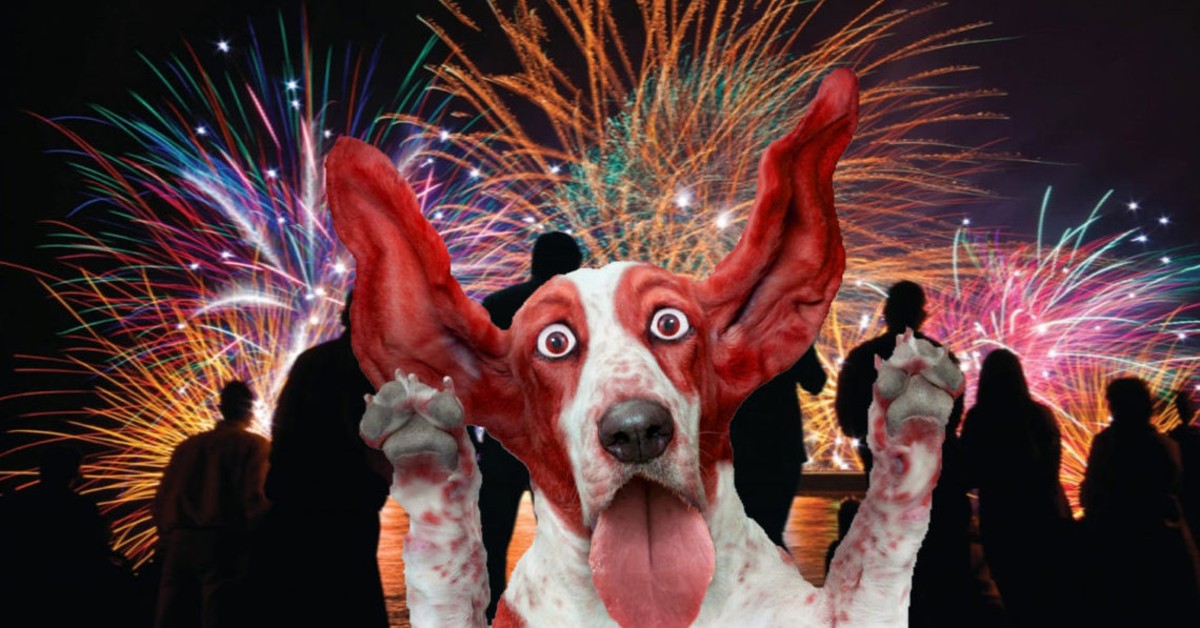 Cani e fuochi d’artificio: quali sono i pericoli e cosa fare