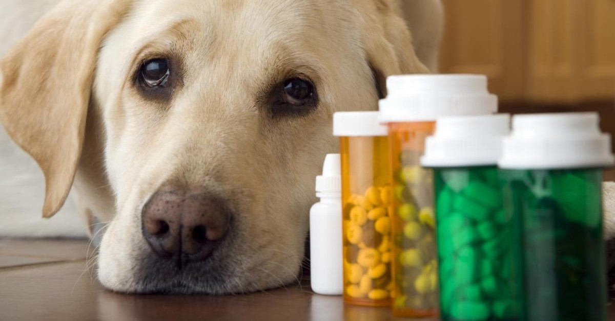 Medicine per cani da non mescolare: quali sono e perché non farlo