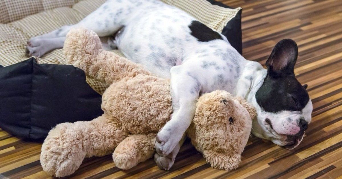 Perché i cani portano i giocattoli nella cuccia?