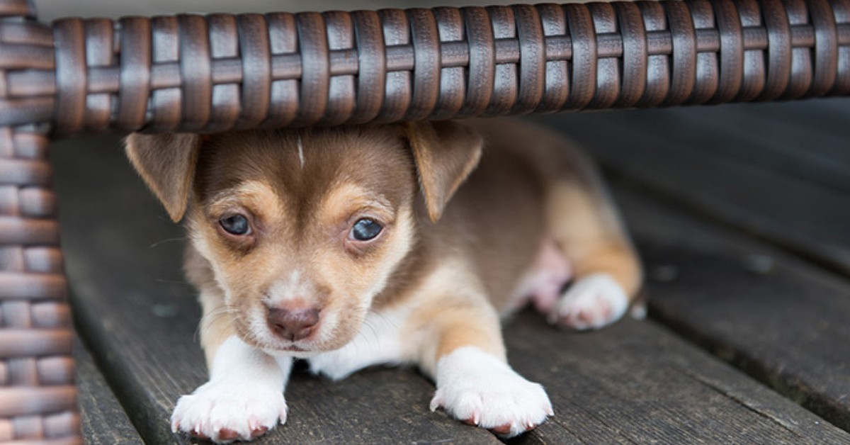 Il cane si nasconde: c’è da preoccuparsi? Cosa fare?