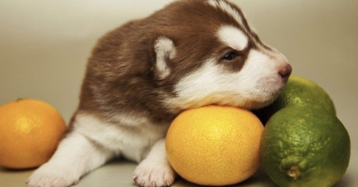 Можно собакам яблоки свежие. Собака в мандарине. Собака лимончик. Собака ест мандарины. Собаки цитрус.