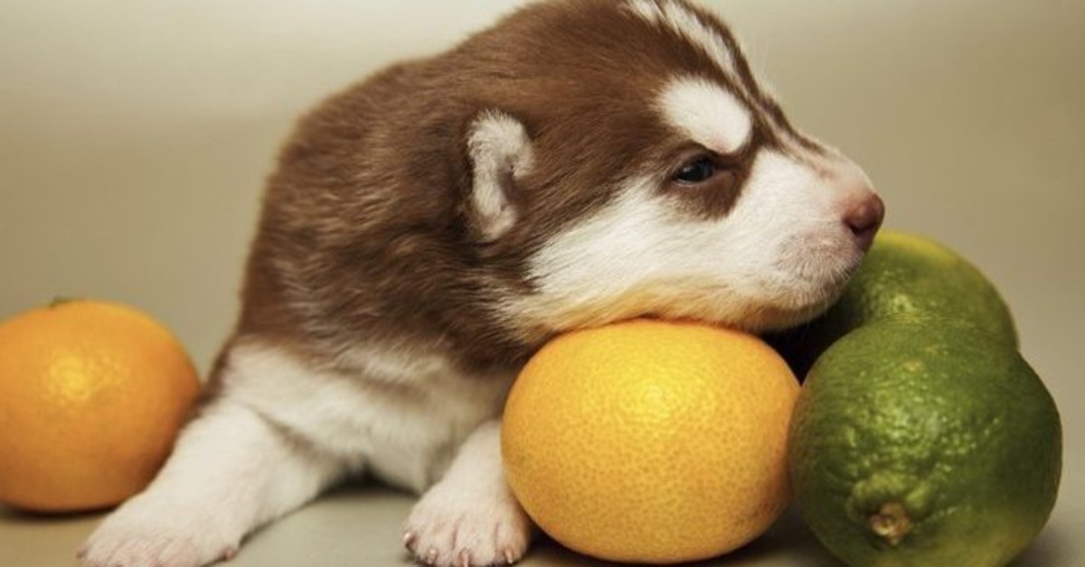 I cani possono mangiare il limone (e il succo di limone)?