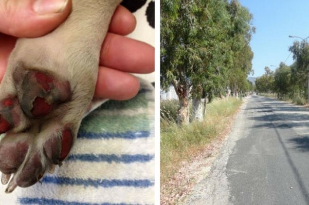 zampe del cane ustionate dall'asfalto