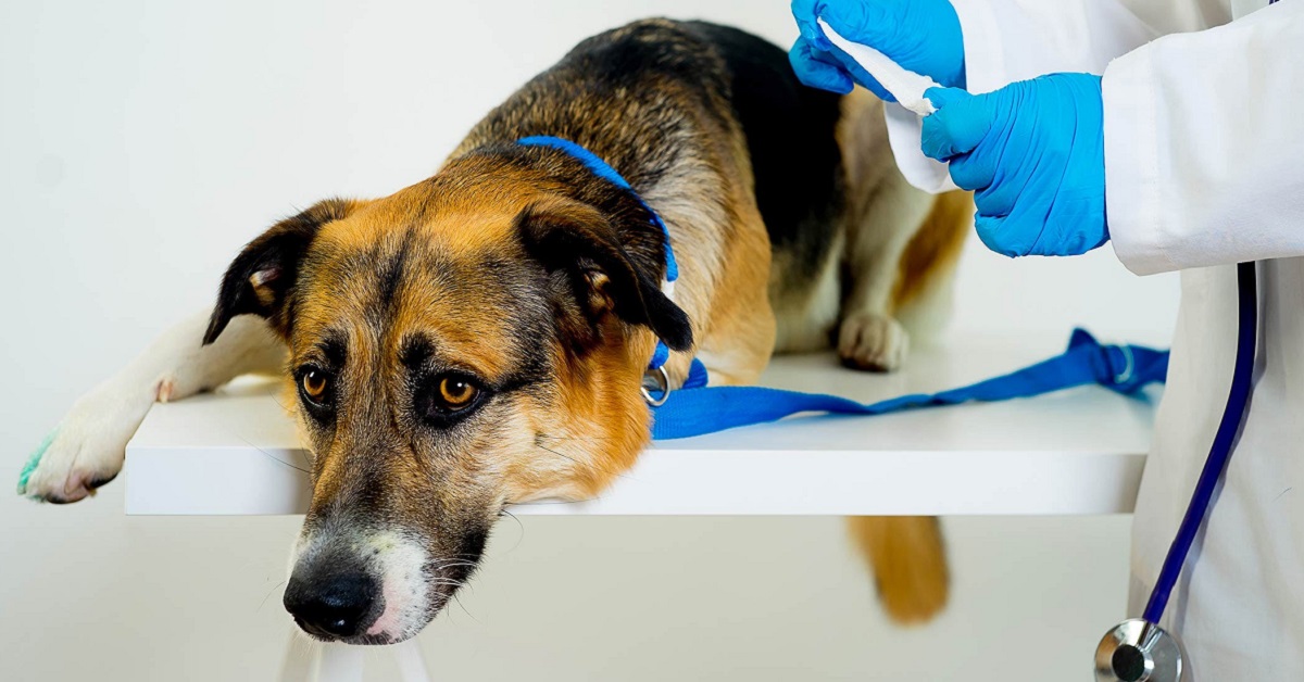 Ustioni delle zampe nei cani: come curarle (e prevenirle)
