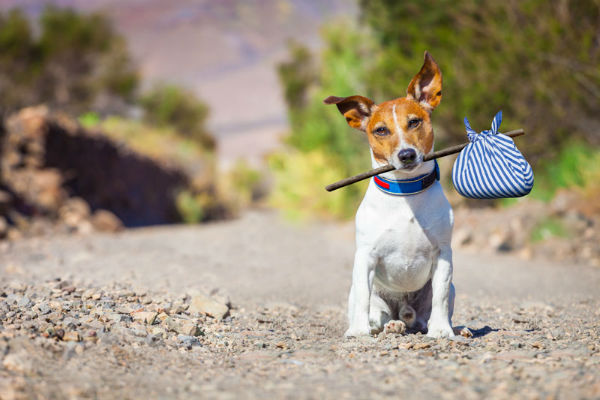 cane a passeggio