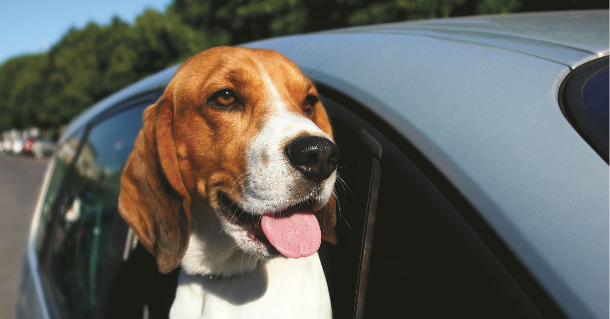 Vacanza con il cane in Liguria: dove andare e cosa fare