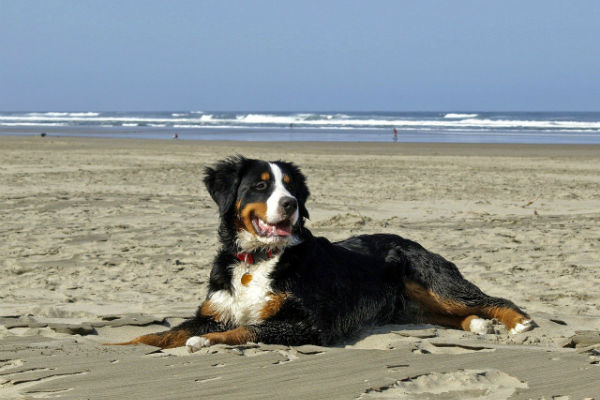 cane in spiagga