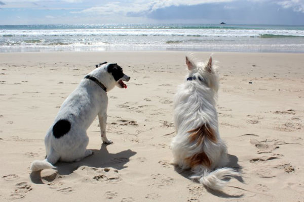 due cani in spiaggia