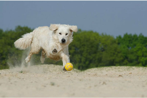 cane che gioca