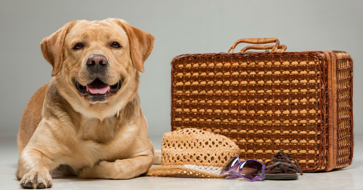 Vacanza con il cane in Puglia: cosa sapere e cosa fare