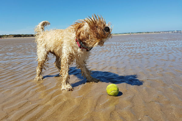 cane in spiaggia