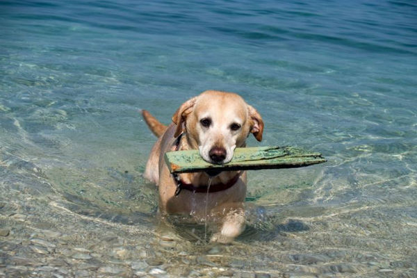 cane al mare