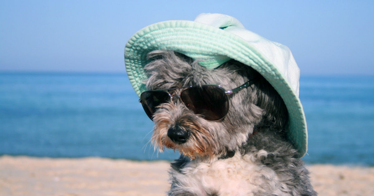 Vacanza con il cane in Sardegna: tutti i consigli