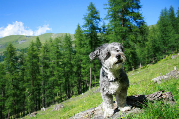 cane in montagna