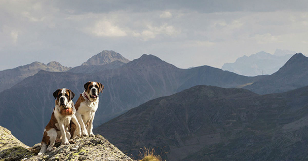 Vacanza con il cane in Valle d’Aosta: tutti i consigli