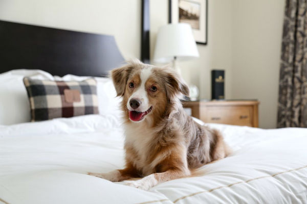 cane sul letto