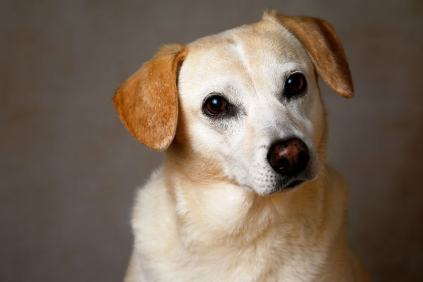 cane che guarda