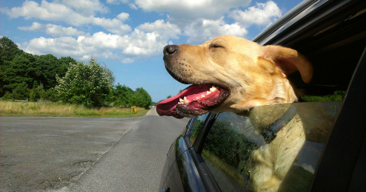Mal d’auto nei cani: cosa sapere e cosa fare