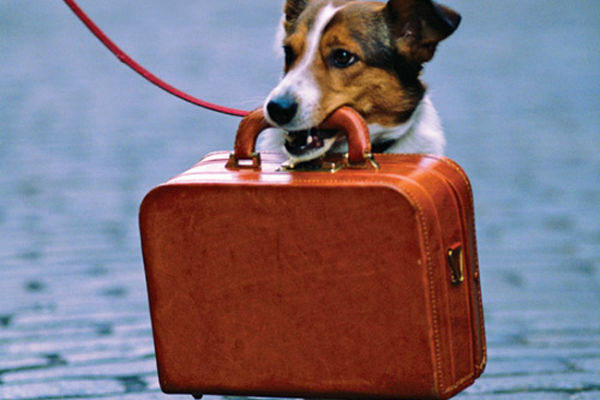 cane con valigia
