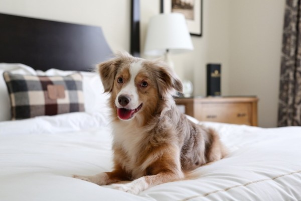 cane sul letto