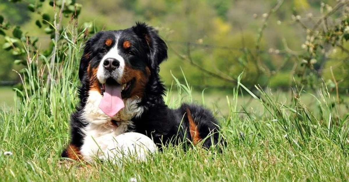 Vacanza con il cane in Trentino: in giro con Fido