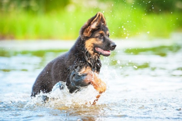 cucciolo corre in acqua