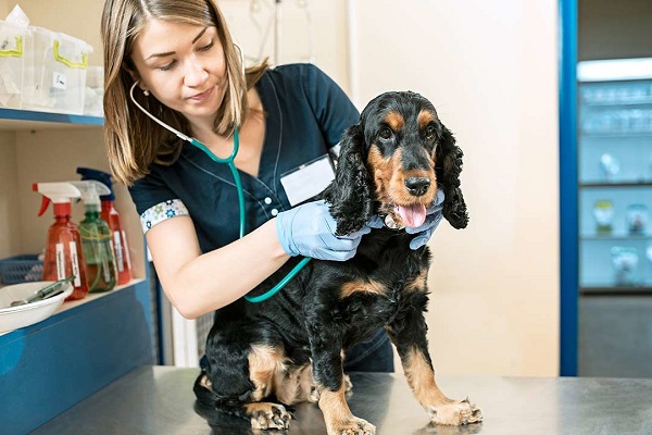 cane dal veterinario