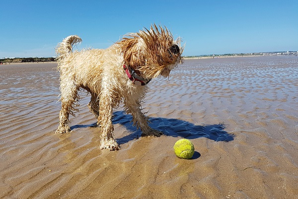 cane al mare