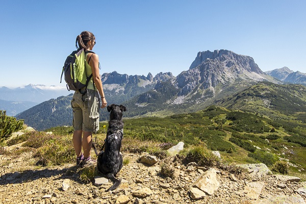 cane che fa trekking