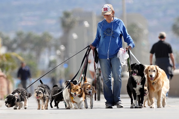 dog sitter e cani