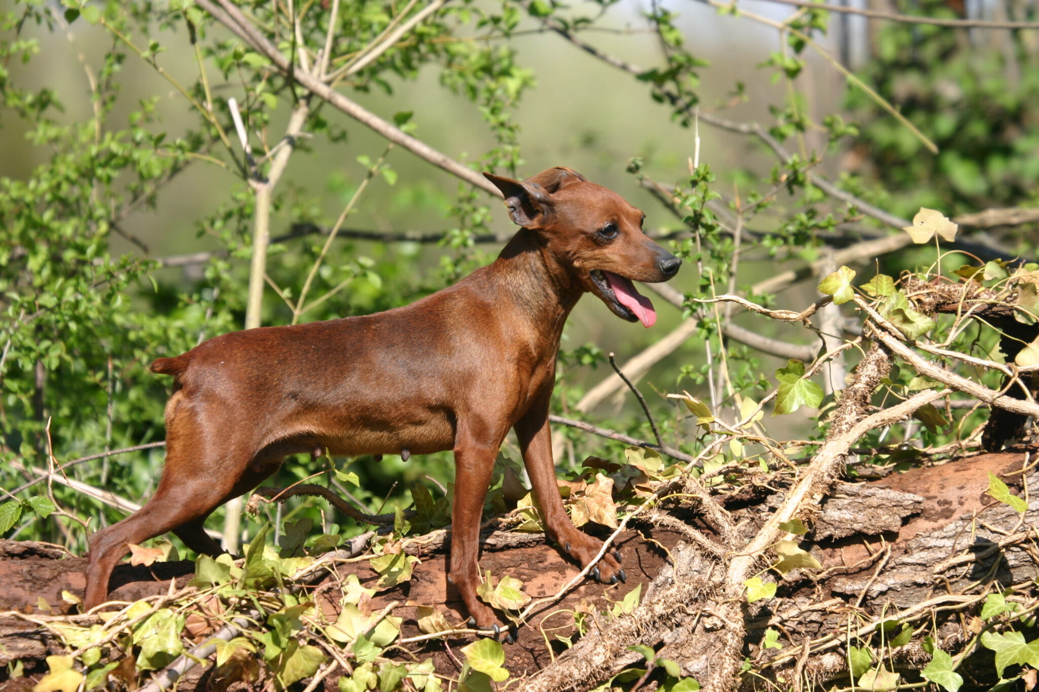 esemplare di Zwergpinscher