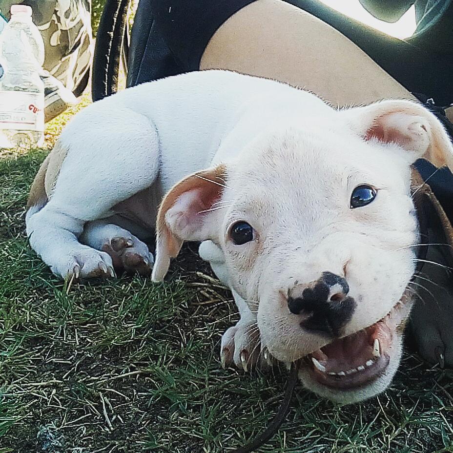 Amstaff che gioca