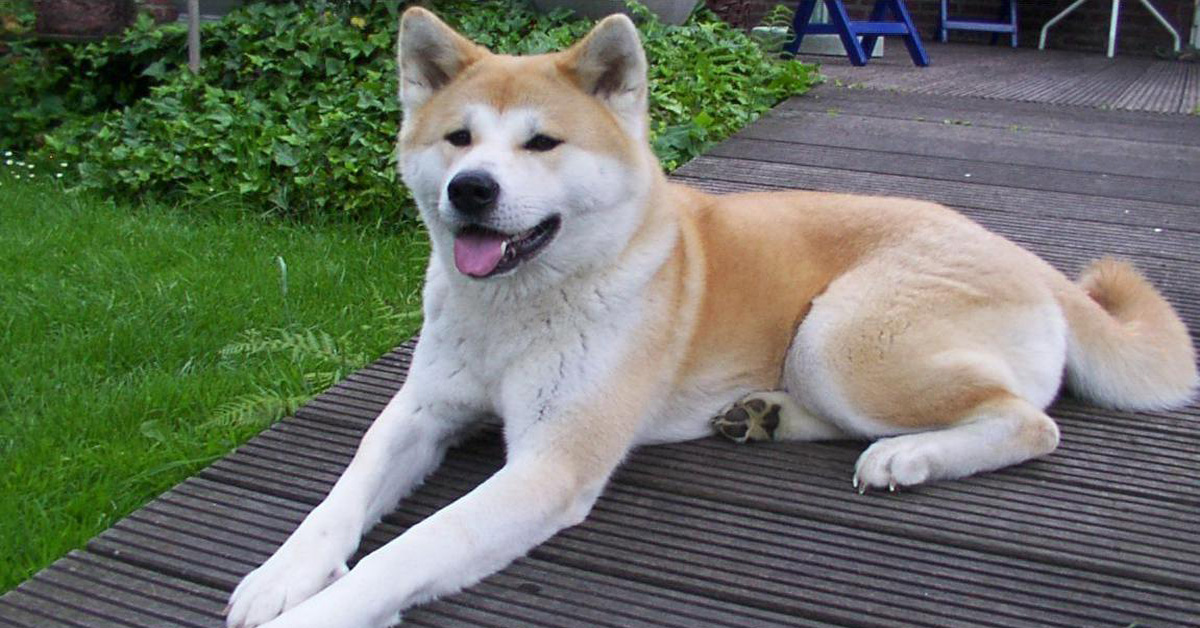 Aki, il cane che ha salvato la sua famiglia dall’assalto dei ladri