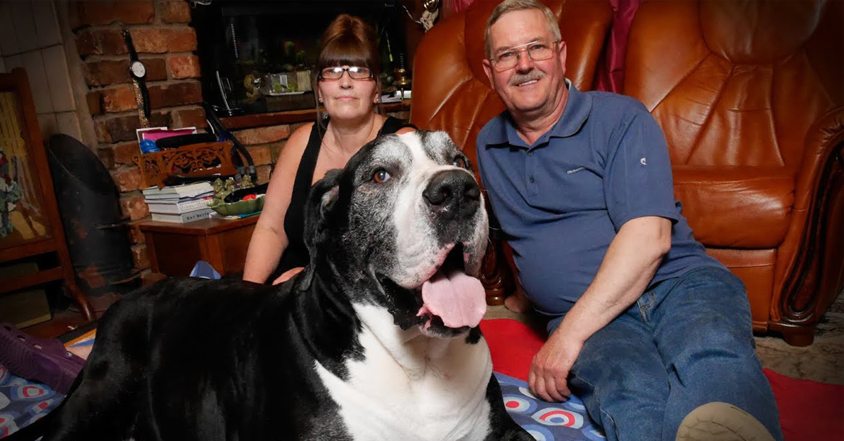 Yogi Bear, il cane che doveva essere un Jack Russell