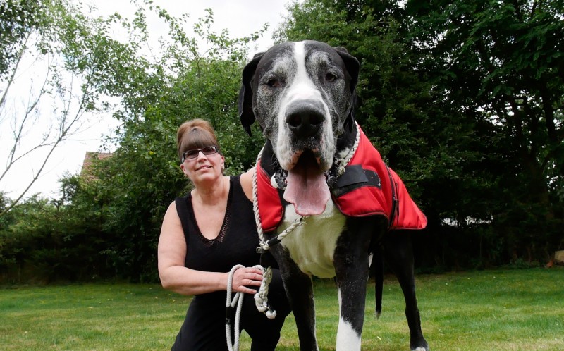 Cane Alano con una donna