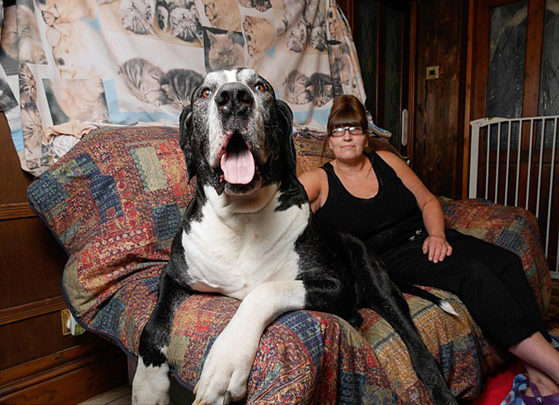 Cane Alano sul divano con la sua proprietaria