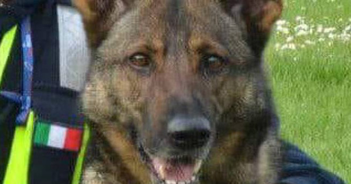 Cesena: addio a Oxy, il cane che salvava le vite umane