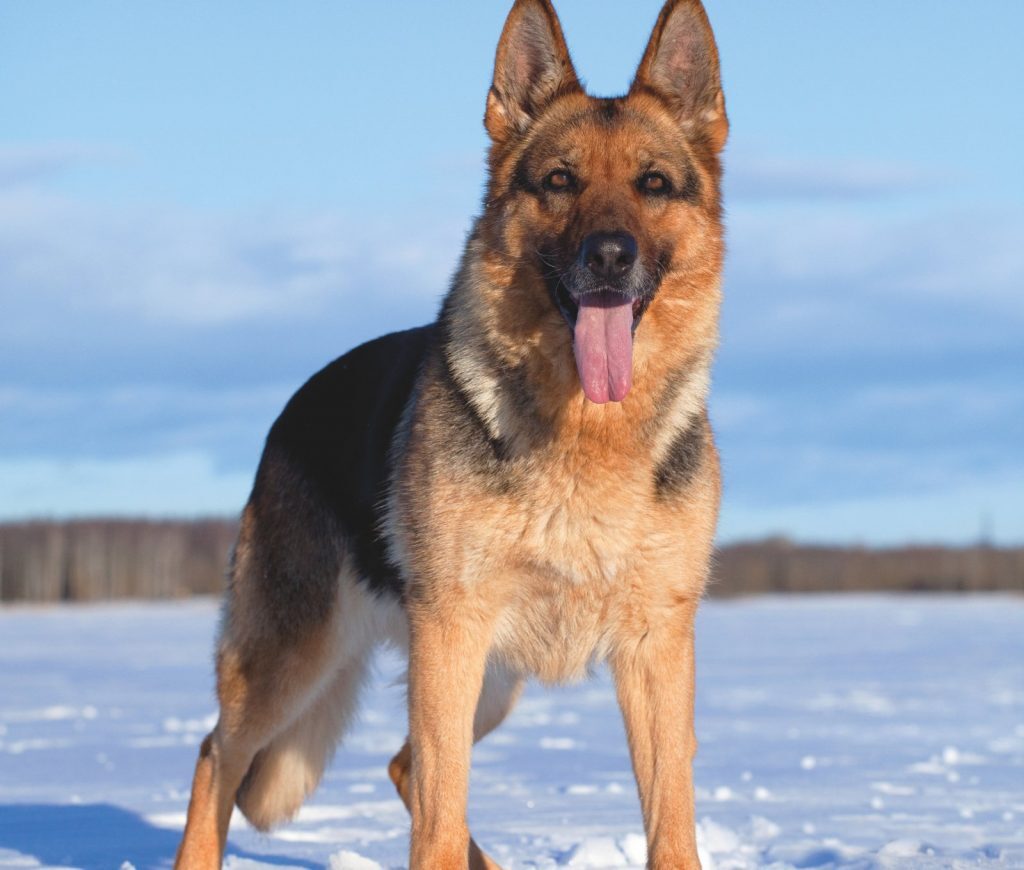 Cane Pastore Tedesco sulla neve