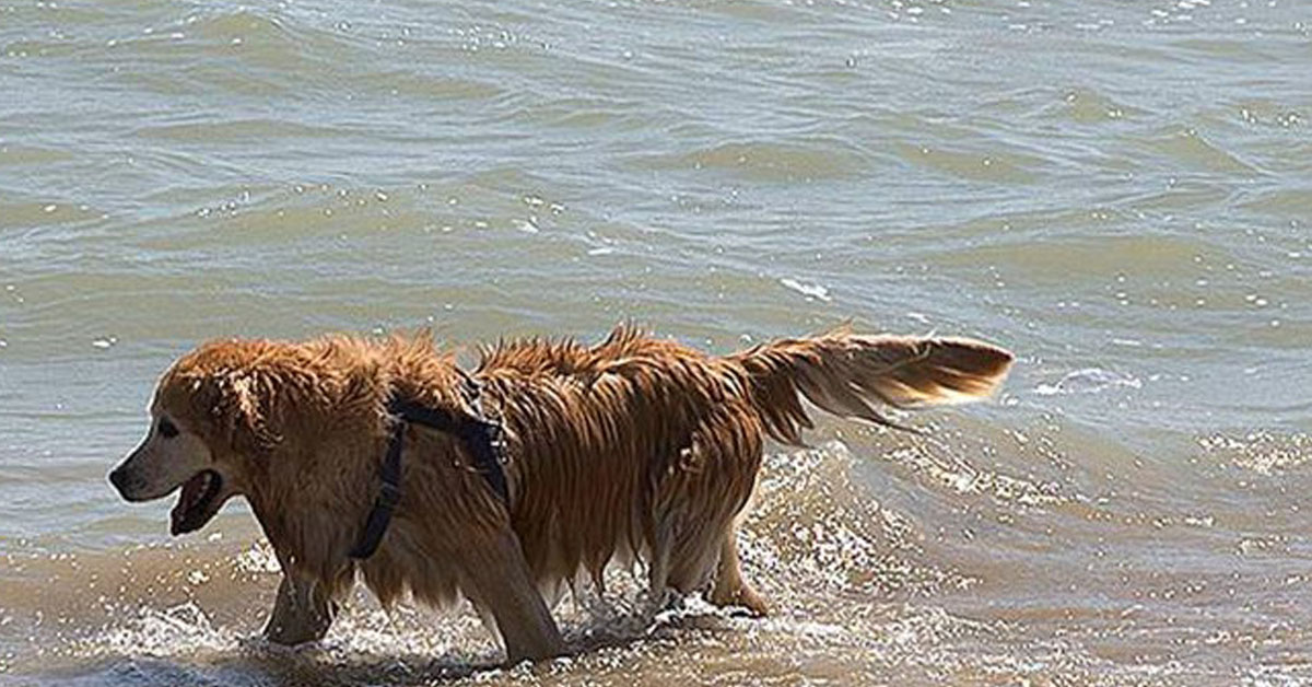 Milano, cane rischia di annegare nel Naviglio: salvato dai proprietari