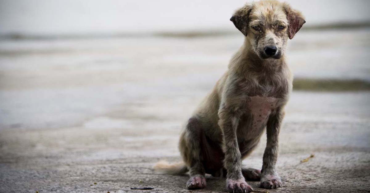 Vibo Valentia: cani abbandonati salvati da una donna che è stata poi multata