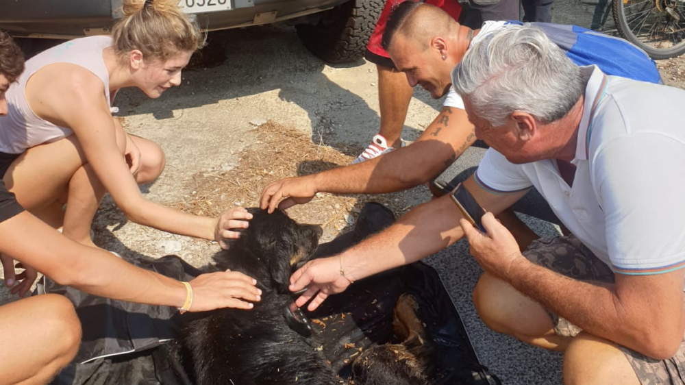 Cane accarezzato da un gruppo di persone