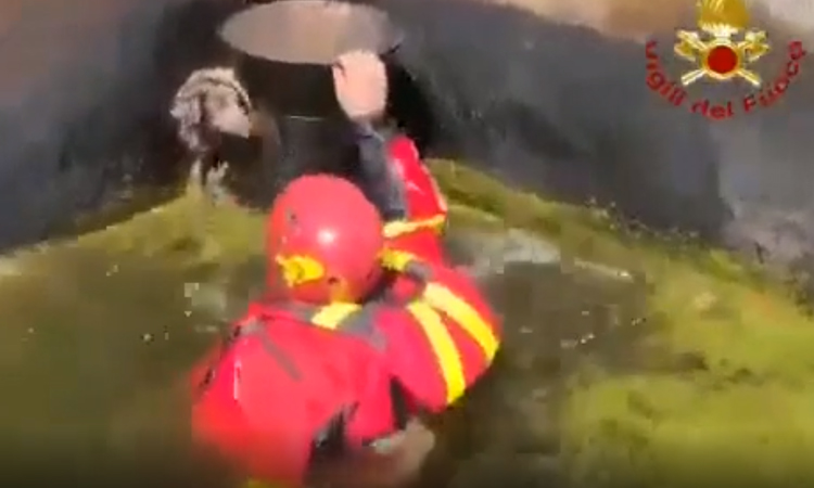 Cane aiutato da un Vigile del Fuoco