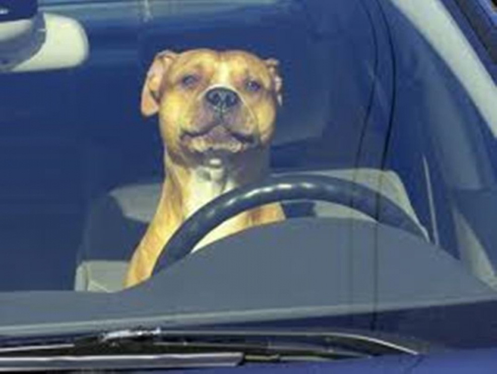 Cane al posto di guida in macchina