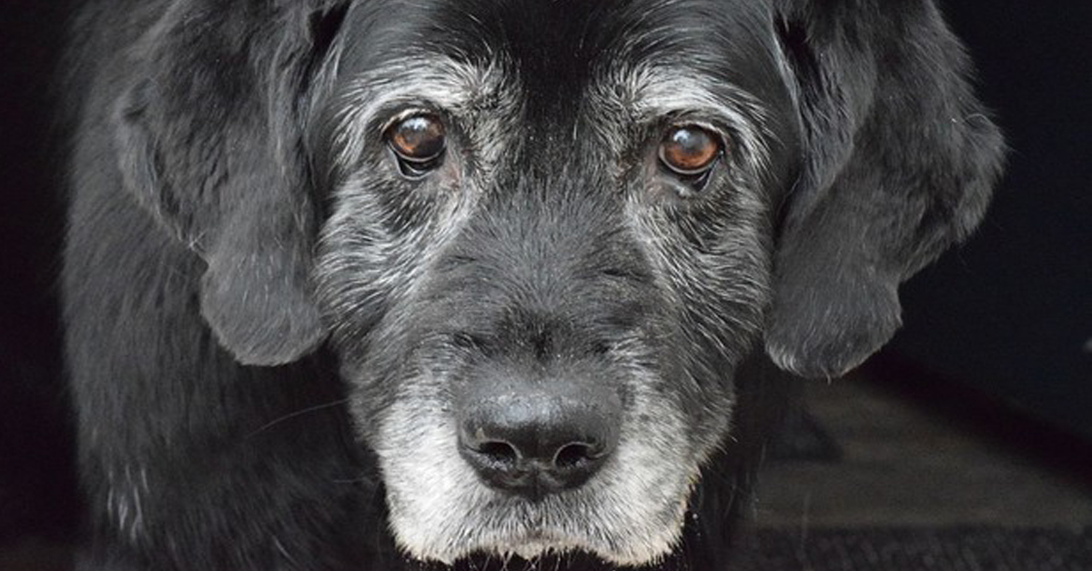Bracciano: i cani orfani trovano casa nel primo ospizio d’Italia, i Baffi d’Argento