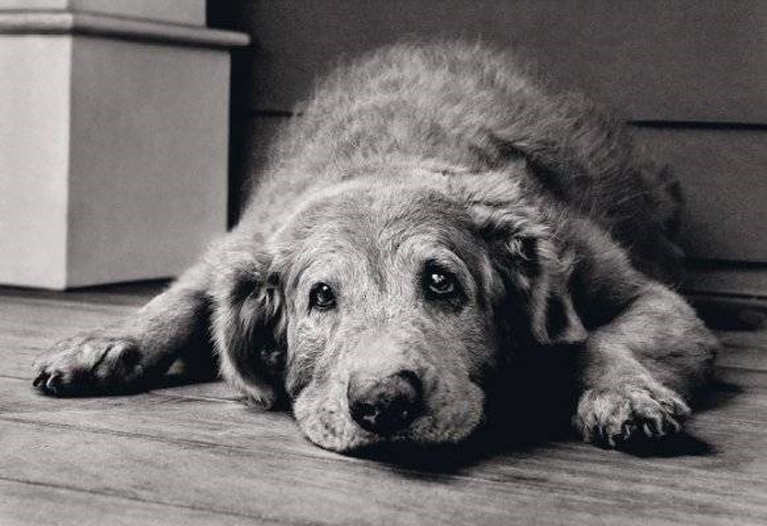 Cane anziano che guarda