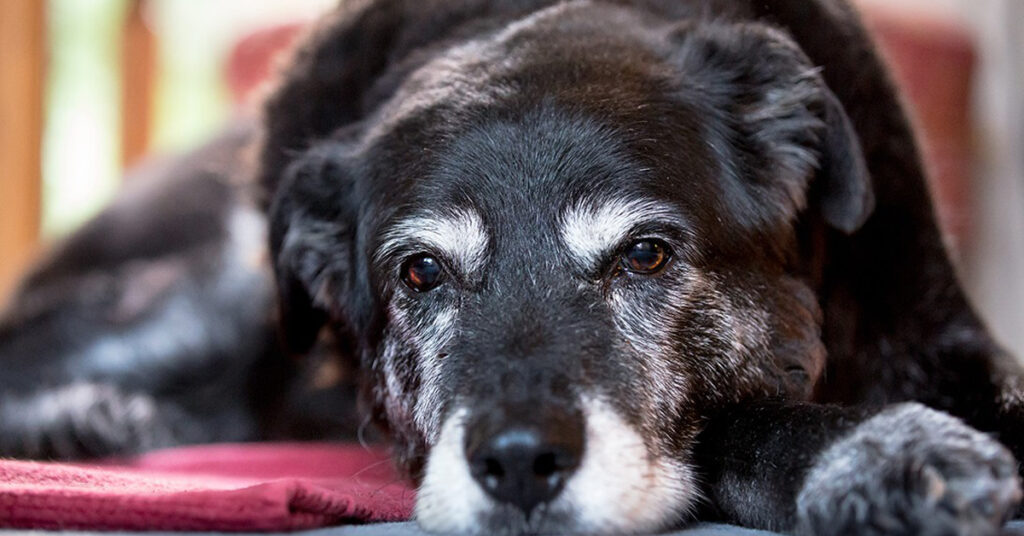 Cane anziano che osserva